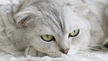 丽水2026年最新北京商务伴游经纪招聘渠道分享(最方便真实的丽水北京爱特博旅运服务有限责任公司招聘方法)