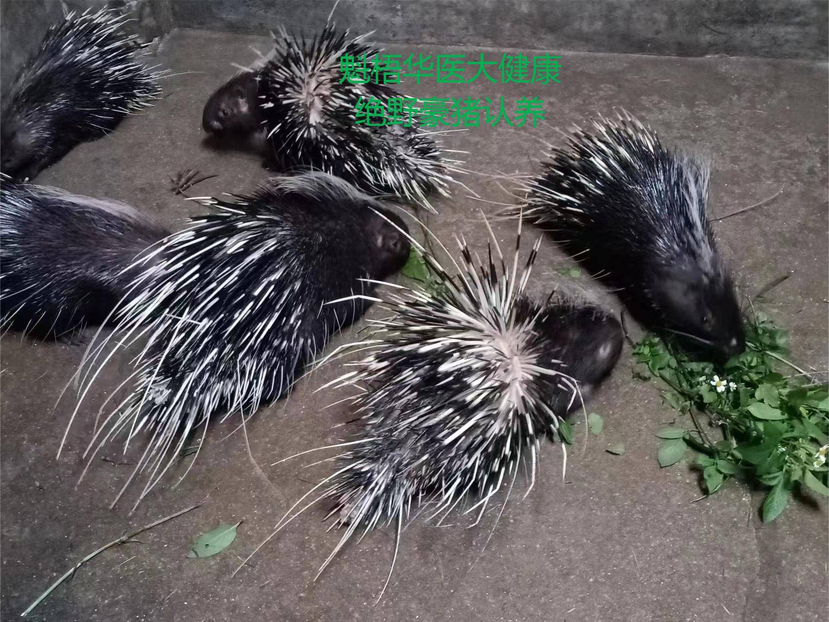 最新豪猪回收商家方法分析(最方便真实的丽水豪猪卖去什么地方方法)